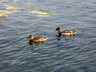 Similar image 521240