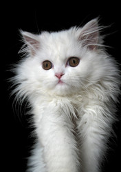 Similar image 521294