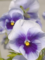 Similar image 521393