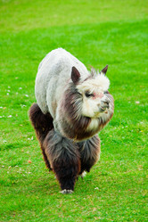 Similar image 521460