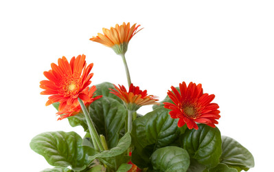 Similar image 521629