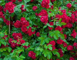 Similar image 522055