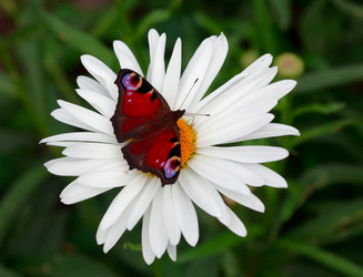 Similar image 522417