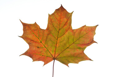 Similar image 522582