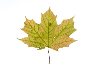 Similar image 522586