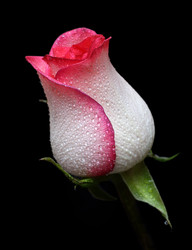 Similar image 522621