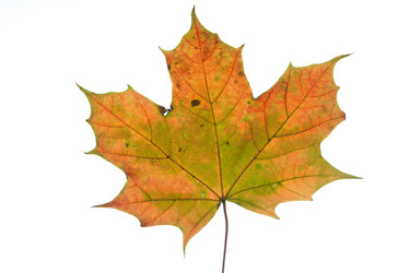 Similar image 522636