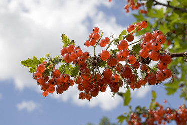 Similar image 523251