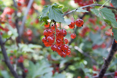 Similar image 523254