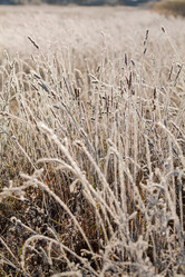 Similar image 523472