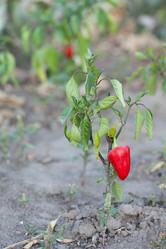 Similar image 523554