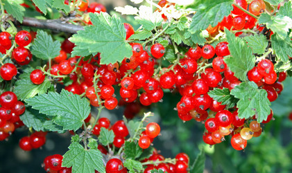 Similar image 523638