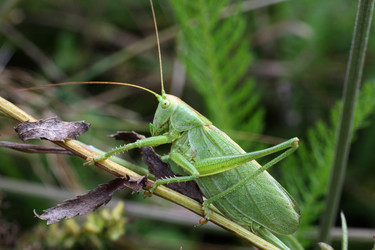 Similar image 523716