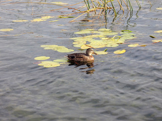 Similar image 523949