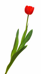 Similar image 524126