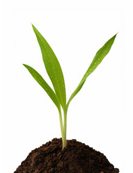 Similar image 524300