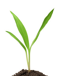 Similar image 524301