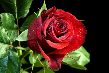 Similar image 524482