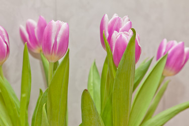 Similar image 524729