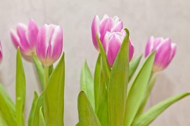 Similar image 524730