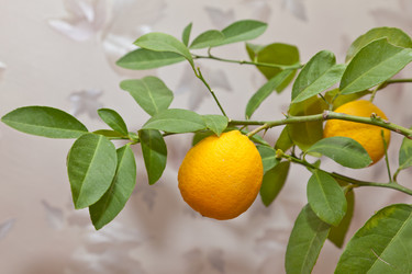 Similar image 524742