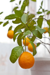 Similar image 524743