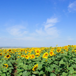 Similar image 525184