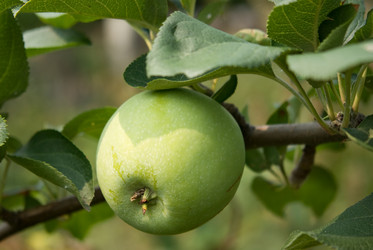 Similar image 525206