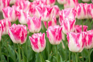 Similar image 525282