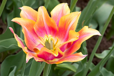 Similar image 525330