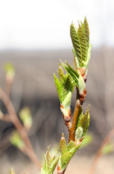 Similar image 525400