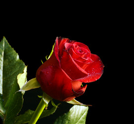 Similar image 525417