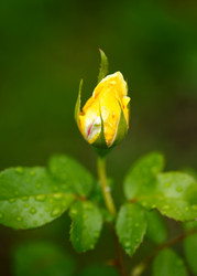 Similar image 525640