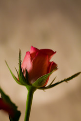 Similar image 525729