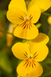 Similar image 525744