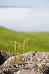 Similar image 525746