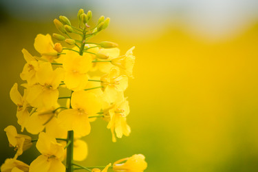 Similar image 525754