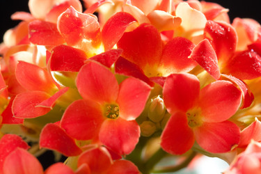 Similar image 525759