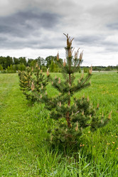 Similar image 525833