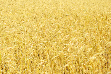 Similar image 525865