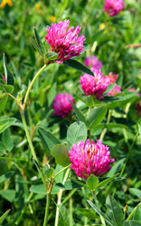 Similar image 526228