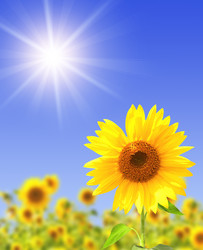 Similar image 526932