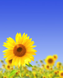 Similar image 526933