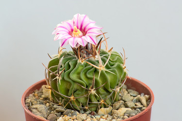 Similar image 527195