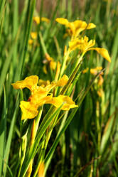 Similar image 527250