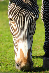 Similar image 527719