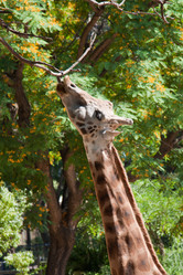 Similar image 527782