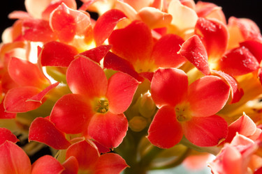 Similar image 527865