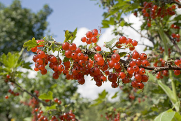 Similar image 527915