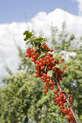 Similar image 527919